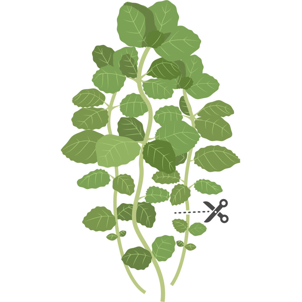 Tipps für einen erfolgreichen Anbau